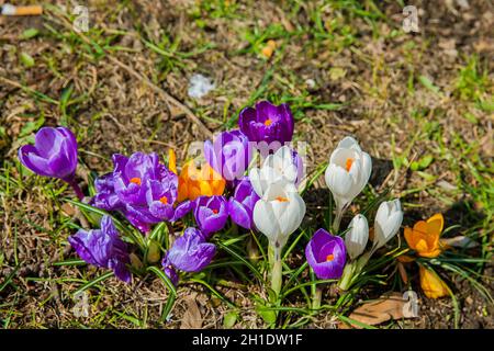 Blühende Krokusse im Frühling Tage in Hamburg. Stockfoto