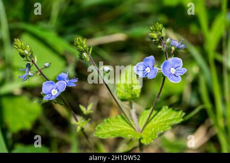 Germander speedwell Veronica chamaedrys blüht im Frühjahr Stockfoto