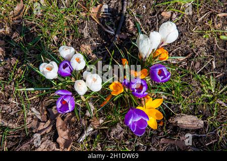 Blühende Krokusse im Frühling Tage in Hamburg. Stockfoto