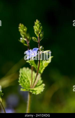 Germander speedwell Veronica chamaedrys blüht im Frühjahr Stockfoto