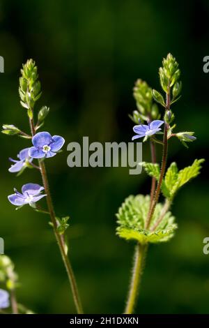 Germander speedwell Veronica chamaedrys blüht im Frühjahr Stockfoto