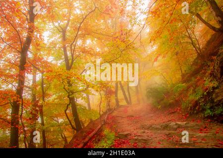 Herbst in Cozia, Karpaten, Rumänien. Lebendige Herbstfarben in einem nebligen Wald bei einem herbstlichen leichten Regen. Stockfoto