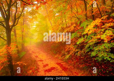 Herbst in Cozia, Karpaten, Rumänien. Lebendige Herbstfarben in einem nebligen Wald bei einem herbstlichen leichten Regen. Stockfoto