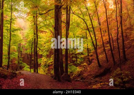 Herbst in Cozia, Karpaten, Rumänien. Lebendige Herbstfarben in einem nebligen Wald bei einem herbstlichen leichten Regen. Stockfoto