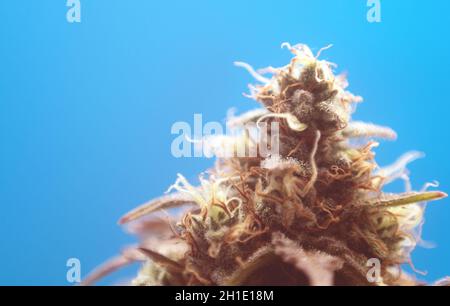 Nahaufnahme einer Marihuanaknospe auf blauem Hintergrund. Blühendes medizinisches Marihuana in Innenräumen. Die Pflanze ist bereit für die Ernte. Stockfoto
