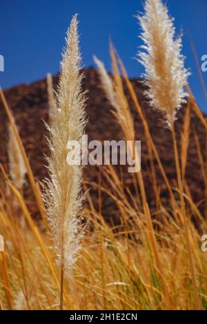 El ichu, paja brava o paja ichu es un pasto del altiplano andino sudamericano, México y Guatemala empleado como forraje para el ganado Stockfoto