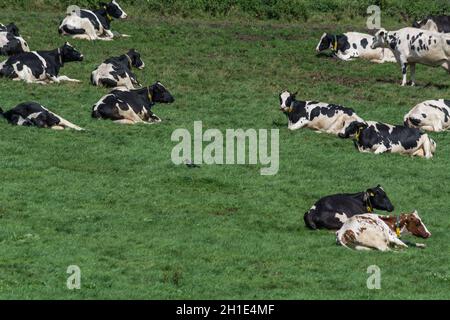 HATTINGEN, NRW, DEUTSCHLAND - 03. AUGUST 2017: Hattingen, NRW, Deutschland - 03. August 2017:Wiese mit Kühen. Die Kühe der Molkerei grasen auf den Feldern des Hofes. Stockfoto