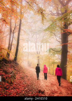 Herbst in Cozia, Karpaten, Rumänien. Lebendige Herbstfarben in einem nebligen Wald bei einem herbstlichen leichten Regen. Stockfoto