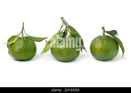 Drei ganze grüne Mandarinen in einer Reihe isoliert auf weißem Hintergrund Stockfoto
