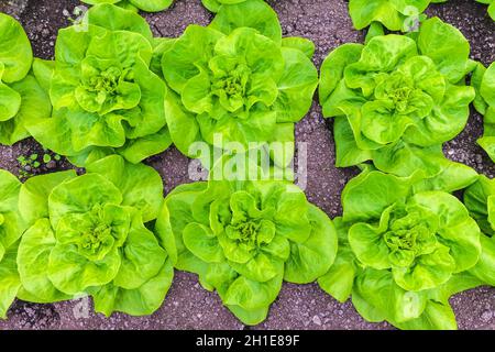 Reihen von frischem grünem Salat, die auf einem Zuteilungsgarten wachsen Stockfoto