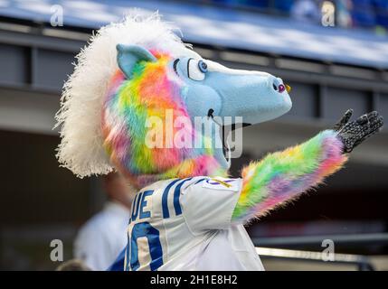 Indianapolis, Indiana, USA. Oktober 2021. Colts MASCOT Blue während des NFL-Fußballspiels zwischen den Houston Texans und den Indianapolis Colts im Lucas Oil Stadium in Indianapolis, Indiana. Indianapolis besiegte Houston 31-3. John Mersits/CSM/Alamy Live News Stockfoto