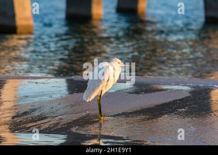 Snowy Egret (Egretta Thula) am Strand unter dem Golf State Park Angelpier in Gulf Shores, Alabama Stockfoto