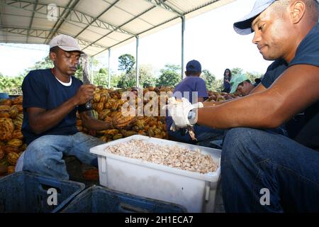 ilheus, bahia / brasilien - 7. juli 2011: Auf dem Bauernhof in der Stadt Ilheus verarbeitet der Landwirt Kakaofrüchte. Die Früchte werden für Schokoladenprodu geerntet Stockfoto