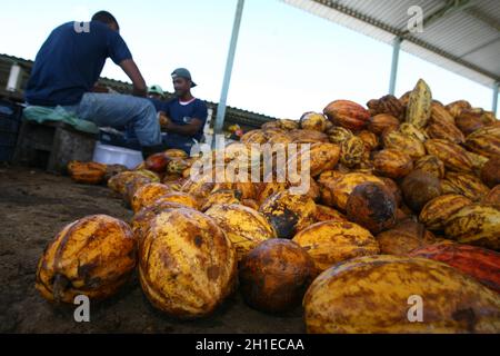 ilheus, bahia / brasilien - 7. juli 2011: Auf dem Bauernhof in der Stadt Ilheus verarbeitet der Landwirt Kakaofrüchte. Die Früchte werden für Schokoladenprodu geerntet Stockfoto