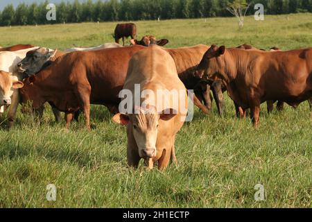 Eunapolis, bahia / brasilien - 28. märz 2008: Rinder werden auf einem Bauernhof in der Stadt Eunapolis gesehen. *** Ortsüberschrift *** . Stockfoto