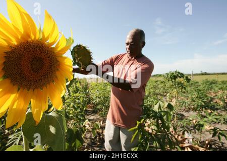 Eunapolis, bahia / brasilien - 30. november 2009: Sonnenblumenplantage in der Stadt Eunapolis. *** Ortsüberschrift *** Stockfoto