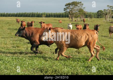 Eunapolis, bahia / brasilien - 28. märz 2008: Rinder werden auf einem Bauernhof in der Stadt Eunapolis gesehen. *** Ortsüberschrift *** . Stockfoto