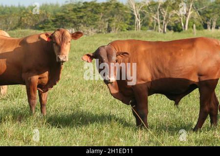 Eunapolis, bahia / brasilien - 28. märz 2008: Rinder werden auf einem Bauernhof in der Stadt Eunapolis gesehen. *** Ortsüberschrift *** . Stockfoto