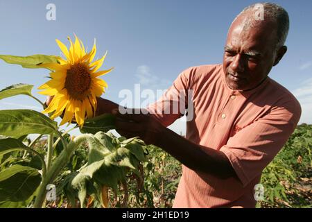 Eunapolis, bahia / brasilien - 30. november 2009: Sonnenblumenplantage in der Stadt Eunapolis. *** Ortsüberschrift *** Stockfoto
