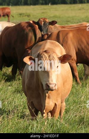 Eunapolis, bahia / brasilien - 28. märz 2008: Rinder werden auf einem Bauernhof in der Stadt Eunapolis gesehen. *** Ortsüberschrift *** . Stockfoto