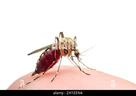 Gefährliche Malaria infizierte Moskitobiss isoliert auf Weiß. Leishmaniose, Encephalitis, Gelbfieber, Dengue, Malaria, Mayaro oder Zika Virus I Stockfoto