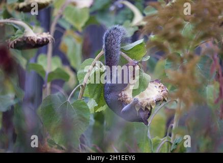 Akrobatisch agiles, sportliches Ostgrau-Eichhörnchen (Sciurus Carolinensis), das sich an Sonnenblumenpflanzen festhält, um Samen zu fressen Stockfoto