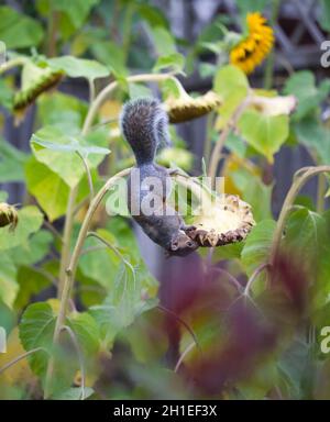 Athletisch akrobatisch agiles Ostgrau-Eichhörnchen (Sciurus Carolinensis), das sich an Sonnenblumenpflanzen festhält, um Samen zu fressen Stockfoto