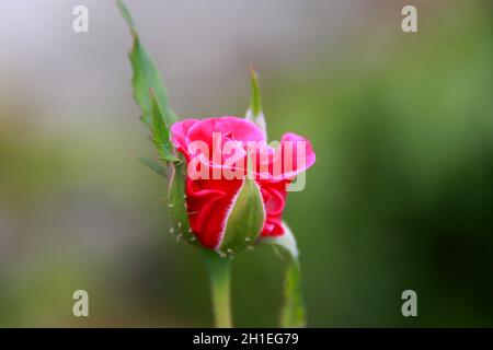 salvador, bahia / brasilien - 22. november 2013: Rote Rose ist im Garten in der Stadt Salvador zu sehen. *** Ortsüberschrift *** . Stockfoto