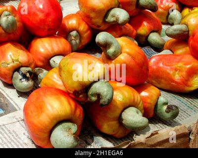 salvador, bahia / brasilien - 22. november 2013: Cashew-Nüsse werden in Cashew-Bäumen in Plantage in der Stadt Salvador gesehen. *** Ortsüberschrift *** Stockfoto