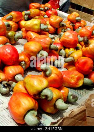 salvador, bahia / brasilien - 22. november 2013: Cashew-Nüsse werden in Cashew-Bäumen in Plantage in der Stadt Salvador gesehen. *** Ortsüberschrift *** Stockfoto