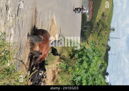 itabuna, bahia / brasilien - 19. juni 2012: Geier werden auf der Autobahn BR 414 in der Stadt Itabuna gesehen, um einen toten Pferdenkorper zu loben Stockfoto