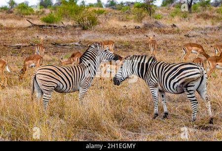 Wunderschöne gestreifte Zebras und Impalas-Antilopen in der Natur auf einer Safari im Krüger National Park in Südafrika. Stockfoto