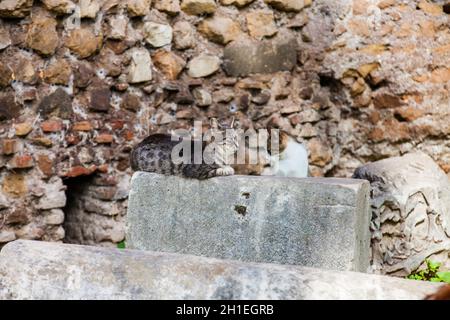 Streunende Katzen Sonnenbaden auf der Oberseite der Ruinen von römischen Säulen an der Piazza Vittorio Emanuele II in Rom Stockfoto