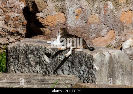 Streunende Katzen Sonnenbaden auf der Oberseite der Ruinen von römischen Säulen an der Piazza Vittorio Emanuele II in Rom Stockfoto