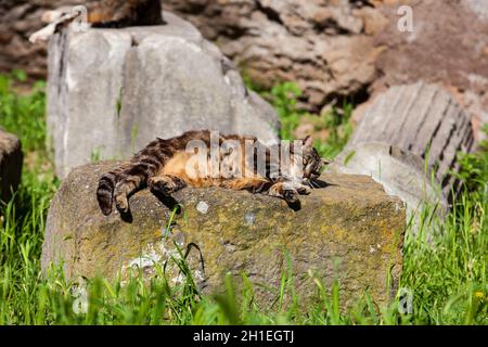 Streunende Katzen Sonnenbaden auf der Oberseite der Ruinen von römischen Säulen an der Piazza Vittorio Emanuele II in Rom Stockfoto