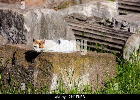 Streunende Katzen Sonnenbaden auf der Oberseite der Ruinen von römischen Säulen an der Piazza Vittorio Emanuele II in Rom Stockfoto