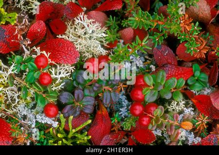 Preiselbeeren (Vaccinium vitis-idaea) und rote alpine Bärenbeerblätter (Arctostaphylos rubra) unter Rentierflechten auf dem Tundraboden, Denali NP, Alaska Stockfoto