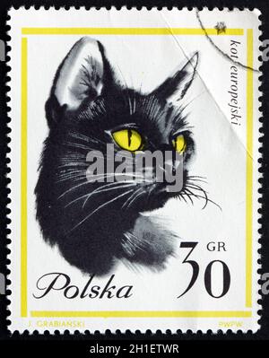 POLEN - UM 1964: Eine in Polen gedruckte Marke zeigt Domestic Cat, um 1964 Stockfoto