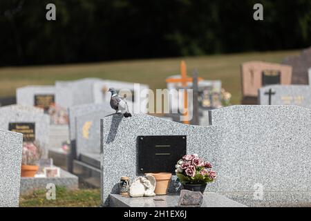 Taube auf einem Grabstein auf dem Friedhof Stockfoto