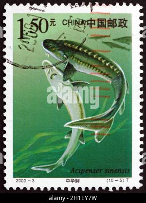 CHINA, VOLKSREPUBLIK - UM 2000: Eine in China gedruckte Marke zeigt den chinesischen Sturgeon, Acipenser Sinensis, Fisch, um 2000 Stockfoto