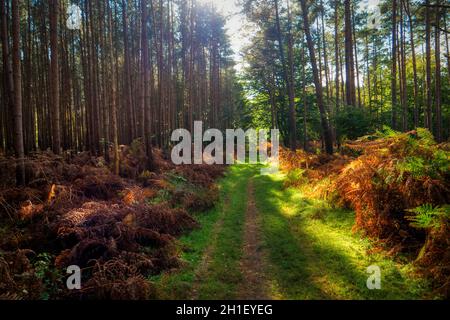 Im Darsswald auf Darss in Deutschland Stockfoto