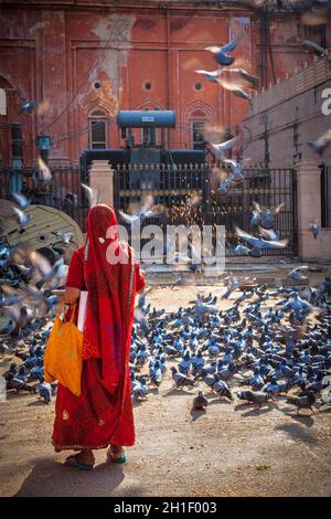 JAIPUR, INDIEN - 18. NOVEMBER 2012: Indische Frau in Sari, die Tauben auf der Straße füttert. Hindus und Sikhs füttern Tauben aus religiösen Gründen Stockfoto