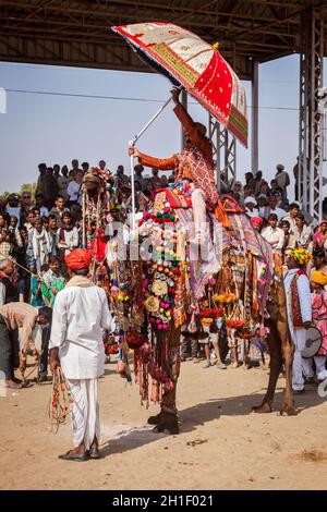 PUSHKAR, INDIEN - 22. NOVEMBER 2012: Mann, der sein Kamel für Kameldekoration Contest auf Pushkar Kamelmesse (Pushkar Mela) schmückt - jährliche fünf-Tage kam Stockfoto