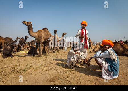 PUSHKAR, INDIEN - 20. NOVEMBER 2012: Indische Männer in traditionellen Turbanen und Kamele auf Pushkar Kamel Messe Pushkar Mela jährliche Kamel Viehmarkt einer der Stockfoto