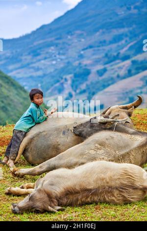 SAPA, VIETNAM - 10. JUNI 2011: Nicht identifizierter vietnamesischer Junge mit Büffeln im Dorf Ta Van. Obwohl die Wachstumsrate Vietnams zu den höchsten zählt Stockfoto