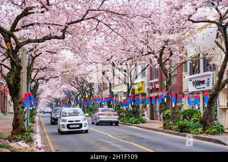 JEJU, SÜDKOREA - 9. APRIL 2018: Blühende Sakura-Kirschblüten im Frühling auf der Straße mit Autos, Jeju-Insel, Südkorea Stockfoto