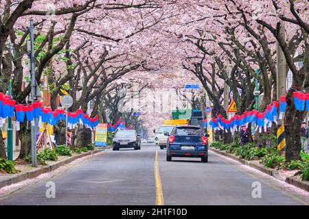 JEJU, SÜDKOREA - 9. APRIL 2018: Blühende Sakura-Kirschblüten im Frühling auf der Straße mit Autos, Jeju-Insel, Südkorea Stockfoto