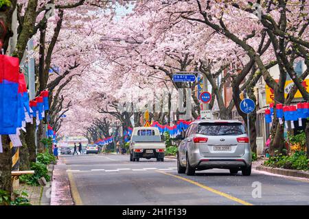 JEJU, SÜDKOREA - 9. APRIL 2018: Blühende Sakura-Kirschblüten im Frühling auf der Straße mit Autos, Jeju-Insel, Südkorea Stockfoto