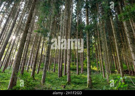 Hohe Nadelbäume in einem dichten Wald, Blick nach oben auf Baumstämme, in der Herbstsaison. Stockfoto