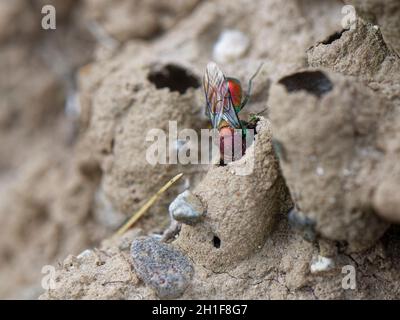 Rubinschwanz-Kuckuckwespe (Chrysis viridula) auf der Suche nach besetzten Nestgräten seiner Mason-Wespen-Wirtsart an einer Küsten-Sandbank in Cornwall, Großbritannien. Stockfoto